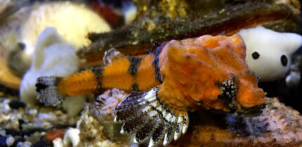 The rockhead poacher (Bothragonus swanii) in Oregon Coast Aquarium. Image credit: Rhinopias / CC BY-SA 4.0.