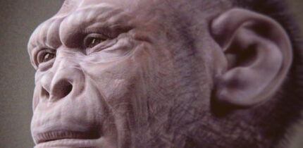 Facial reconstruction of Homo habilis. Image credit: Cicero Moraes.