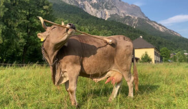 Veronika’s tooling technique. Image credit: Antonio Osuna-Mascaró & Alice Auersperg, doi: 10.1016/j.cub.2025.11.059.