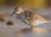 The red knot (Calidris canutus), juvenile, near Gourinet, Brittany, France. Image credit: Stephan Sprinz / CC BY 4.0.