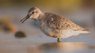 The red knot (Calidris canutus), juvenile, near Gourinet, Brittany, France. Image credit: Stephan Sprinz / CC BY 4.0.