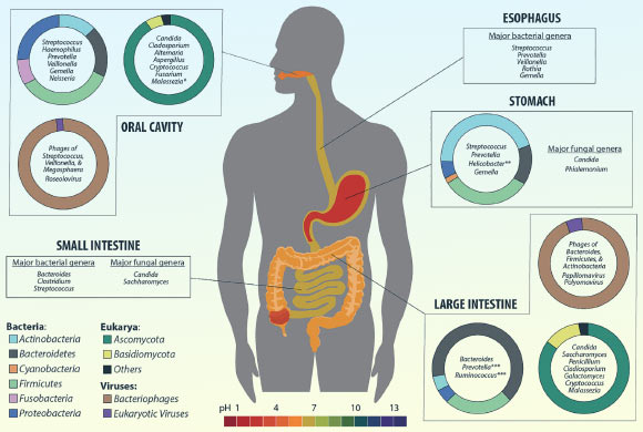 Díaz-Muñoz et al. identified therapeutically tractable mechanisms involved in the control of gut motility, including a previously unrecognized role for vitamin B1. Image credit: Hillman et al., doi: 10.1264/jsme2.ME17017 / CC BY 4.0.