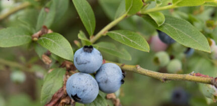 Vaccinium angustifolium. Image credit: Σ64 / CC BY 3.0.