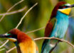 European bee-eaters (Merops apiaster). Image credit: Rashuli / CC BY 2.0.
