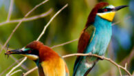 European bee-eaters (Merops apiaster). Image credit: Rashuli / CC BY 2.0.