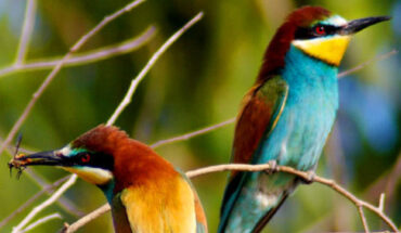 European bee-eaters (Merops apiaster). Image credit: Rashuli / CC BY 2.0.