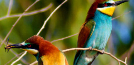 European bee-eaters (Merops apiaster). Image credit: Rashuli / CC BY 2.0.