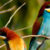 European bee-eaters (Merops apiaster). Image credit: Rashuli / CC BY 2.0.
