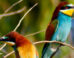 European bee-eaters (Merops apiaster). Image credit: Rashuli / CC BY 2.0.