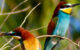 European bee-eaters (Merops apiaster). Image credit: Rashuli / CC BY 2.0.