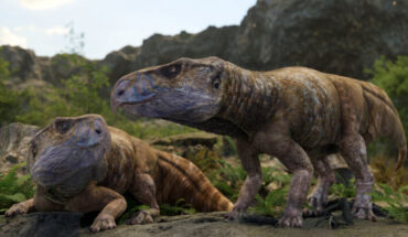Reconstruction of the possible appearance of Ajkaceratops kozmai. Image credit: Matthew Dempsey.