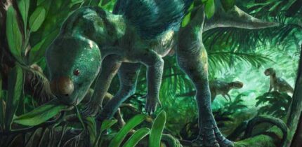 Life reconstuction of Foskeia pelendonum. Image credit: Martina Charnell.