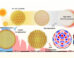 Hun Rho et al. introduce plasmonic colloidal supraballs -- solution-processable assemblies of gold nanospheres -- as a robust and versatile platform for broadband solar energy harvesting. Image credit: Hun Rho et al., doi: 10.1021/acsami.5c23149.