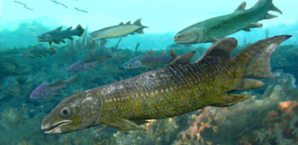 Paleolophus yunnanensis, a species of lungfish that swam in the South Chinese seas 410 million years ago. Image credit: Brian Choo, Flinders University.