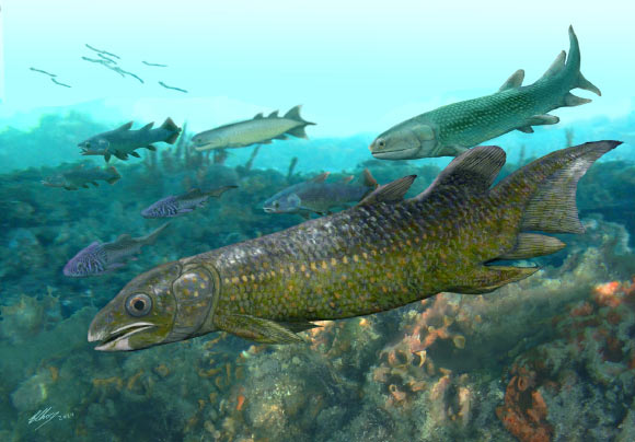 Paleolophus yunnanensis, a species of lungfish that swam in the South Chinese seas 410 million years ago. Image credit: Brian Choo, Flinders University.