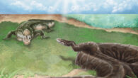 An artistic reconstruction of the possible ecological interaction between Python and Toyotamaphimeia in the Middle Pleistocene of Taiwan. Image credit: Lab of Evolution and Diversity of Fossil Vertebrates, National Taiwan University / Cheng-Han Sun.