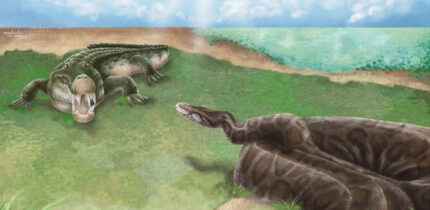 An artistic reconstruction of the possible ecological interaction between Python and Toyotamaphimeia in the Middle Pleistocene of Taiwan. Image credit: Lab of Evolution and Diversity of Fossil Vertebrates, National Taiwan University / Cheng-Han Sun.