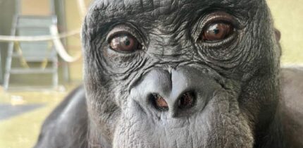 Kanzi the bonobo. Image credit: Ape Initiative.