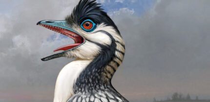 A life reconstruction of Archaeopteryx, including the oral papillae on the roof of its mouth, a bill-tip organ at the end of its beak, and a flexible-yet-sturdy tongue made possible by an extra tongue bone. Image credit: Ville Sinkkonen.
