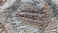 A trilobite fossil. Image credit: Elizabeth Bailey / University of Texas at San Antonio.