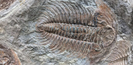 A trilobite fossil. Image credit: Elizabeth Bailey / University of Texas at San Antonio.