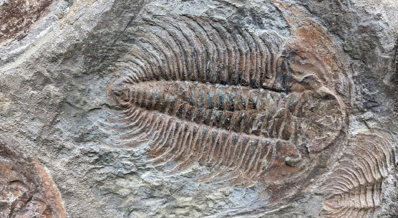 A trilobite fossil. Image credit: Elizabeth Bailey / University of Texas at San Antonio.