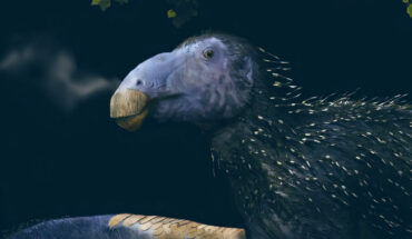 Life reconstruction of a juvenile Haolong dongi. Image credit: Fabio Manucci.