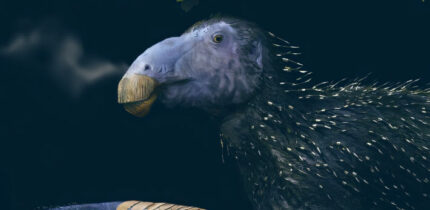 Life reconstruction of a juvenile Haolong dongi. Image credit: Fabio Manucci.