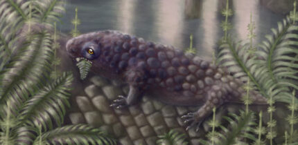 Life reconstruction of Tyrannoroter heberti. Image credit: Hannah Fredd.