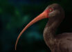 Apteribis. Image credit: Sarah Citron, University of Lethbridge.