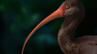 Apteribis. Image credit: Sarah Citron, University of Lethbridge.