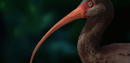 Apteribis. Image credit: Sarah Citron, University of Lethbridge.
