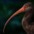 Apteribis. Image credit: Sarah Citron, University of Lethbridge.