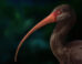 Apteribis. Image credit: Sarah Citron, University of Lethbridge.