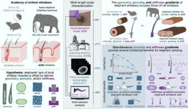 Schulz et al. examined the whiskers that cover Asian elephant (Elephas maximus) trunks and found that they are geometrically and mechanically tailored to facilitate tactile perception by encoding contact location in the amplitude and frequency of the vibrotactile signal felt at the whisker base. Image credit: Schulz et al., doi: 10.1126/science.adx8981.