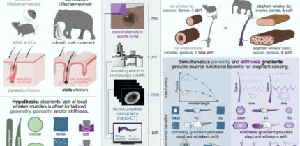 Schulz et al. examined the whiskers that cover Asian elephant (Elephas maximus) trunks and found that they are geometrically and mechanically tailored to facilitate tactile perception by encoding contact location in the amplitude and frequency of the vibrotactile signal felt at the whisker base. Image credit: Schulz et al., doi: 10.1126/science.adx8981.