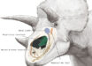 Triceratops’ nasal cavity. Image credit: K. Sakane.