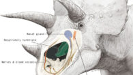 Triceratops’ nasal cavity. Image credit: K. Sakane.
