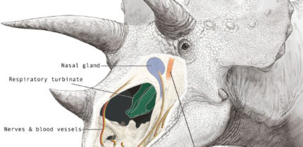 Triceratops’ nasal cavity. Image credit: K. Sakane.