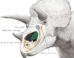 Triceratops’ nasal cavity. Image credit: K. Sakane.