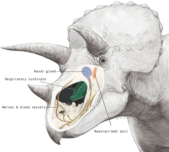 Triceratops’ nasal cavity. Image credit: K. Sakane.