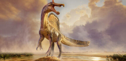 Spinosaurus mirabilis is one of the last-surviving spinosaurid species. Image credit: Dani Navarro.