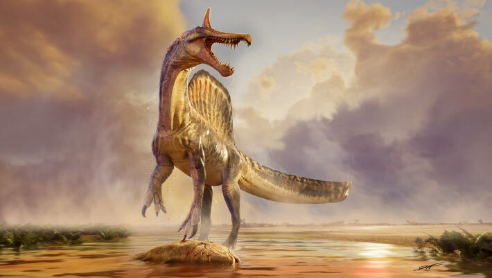 Spinosaurus mirabilis is one of the last-surviving spinosaurid species. Image credit: Dani Navarro.