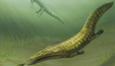 The ancient marine amphibians Erythrobatrachus (foreground) and Aphaneramma (background) swimming along the coast of what is now far norther Western Australia 250 million years ago. Image credit: Pollyanna von Knorring, Swedish Museum of Natural History.