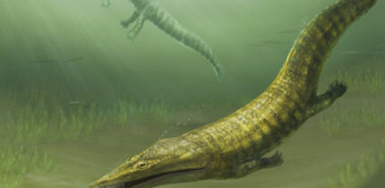 The ancient marine amphibians Erythrobatrachus (foreground) and Aphaneramma (background) swimming along the coast of what is now far norther Western Australia 250 million years ago. Image credit: Pollyanna von Knorring, Swedish Museum of Natural History.