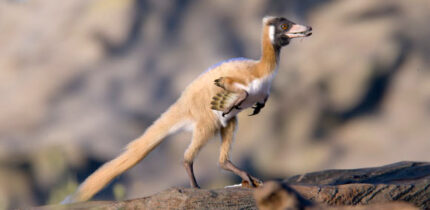 Alnashetri cerropoliciensis. Image credit: Gabriel Díaz Yantén, Universidad Nacional de Río Negro.