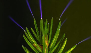 Coronae glow on the tips of spruce needles, induced by charged metal plates in a laboratory. Image credit: William Brune.