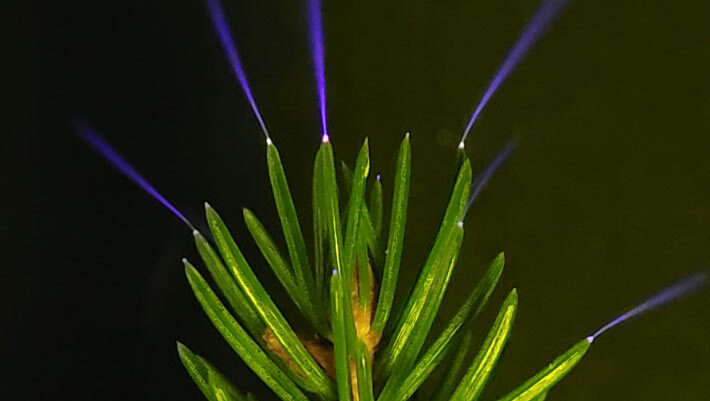 Coronae glow on the tips of spruce needles, induced by charged metal plates in a laboratory. Image credit: William Brune.