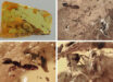 Fossil ant colony preserved in a piece of Baltic amber from Lithuania. Image credit: José de la Fuente & Agustín Estrada-Peña, doi: 10.3389/fevo.2026.1724595.