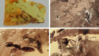 Fossil ant colony preserved in a piece of Baltic amber from Lithuania. Image credit: José de la Fuente & Agustín Estrada-Peña, doi: 10.3389/fevo.2026.1724595.